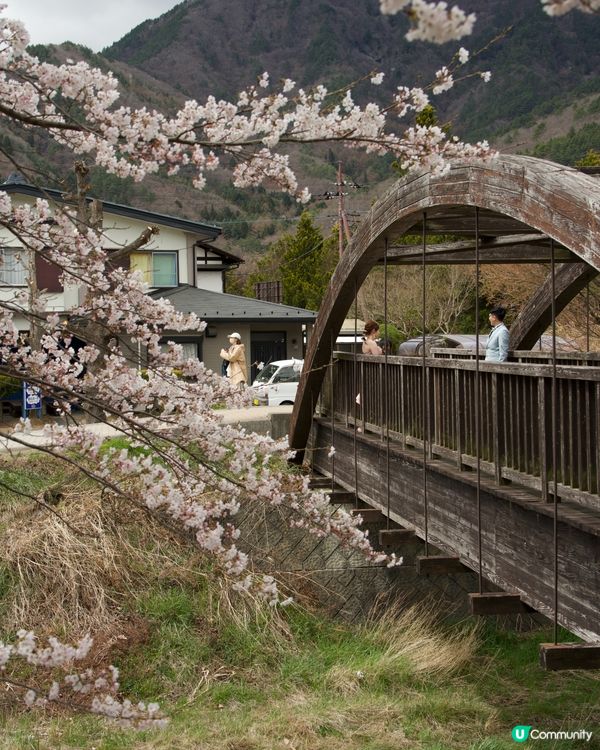 櫻花盛開的河口湖畔