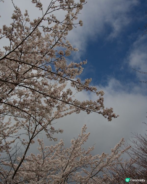 櫻花盛開的河口湖畔