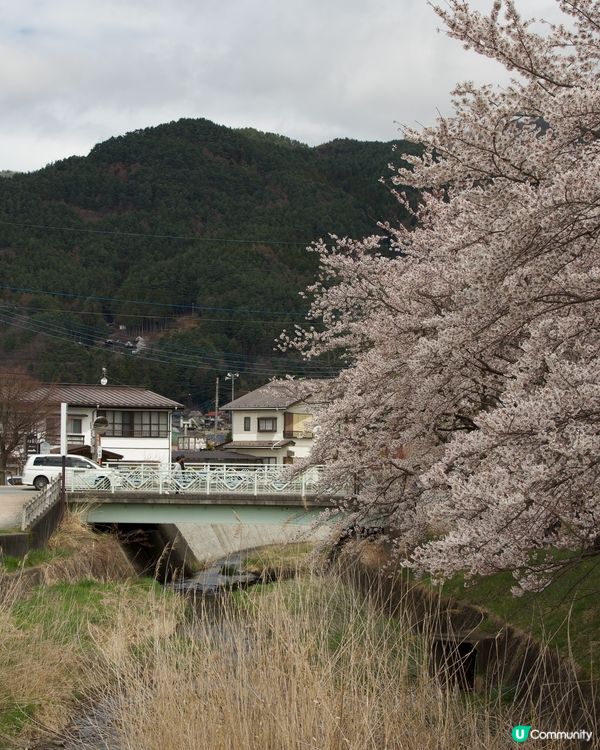 櫻花盛開的河口湖畔
