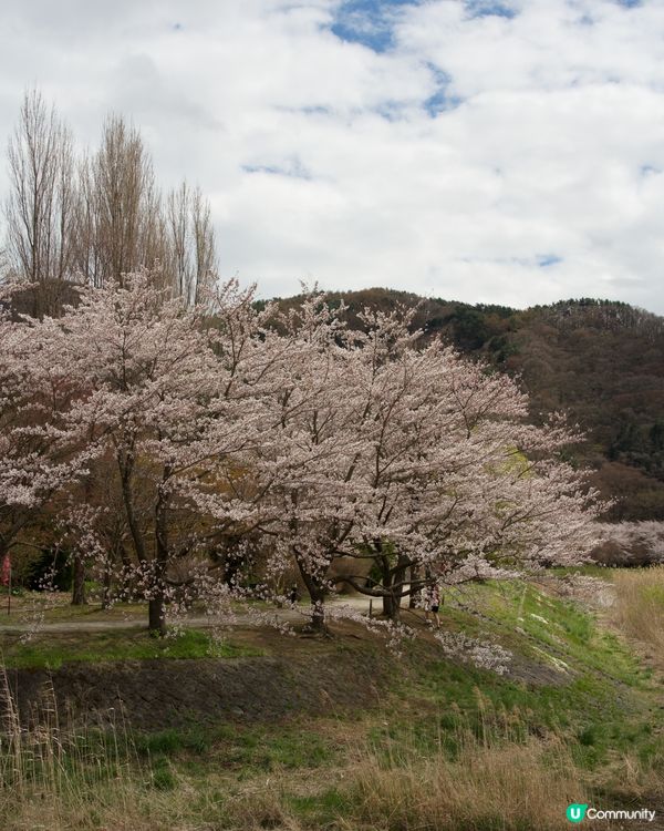 櫻花盛開的河口湖畔