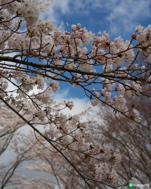 櫻花盛開的河口湖畔
