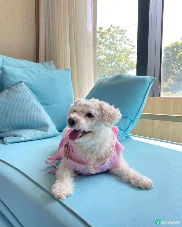 帶狗狗去staycation 打卡☀️🐶