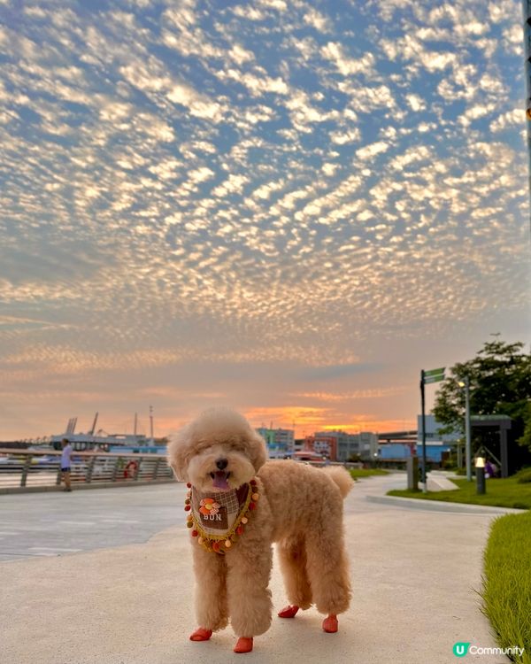 天空魚鱗雲☁️ 好靚呀😍