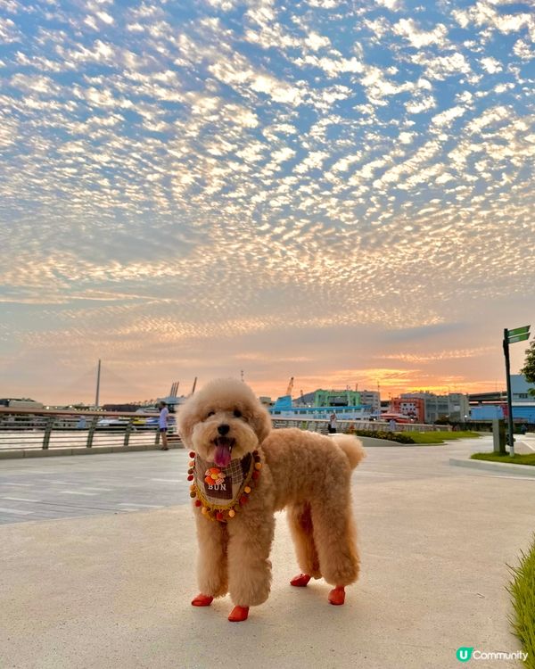 天空魚鱗雲☁️ 好靚呀😍
