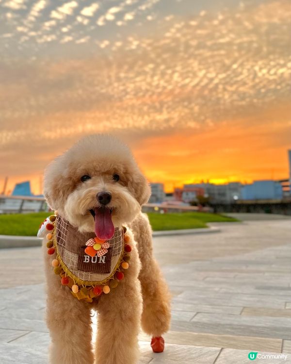 天空魚鱗雲☁️ 好靚呀😍