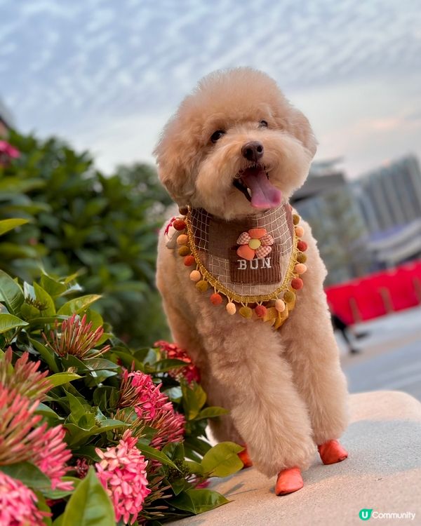 天空魚鱗雲☁️ 好靚呀😍
