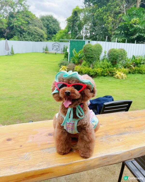 狗狗好去處🐾 有得跑有得游水 仲有冷氣同野食 正呀！