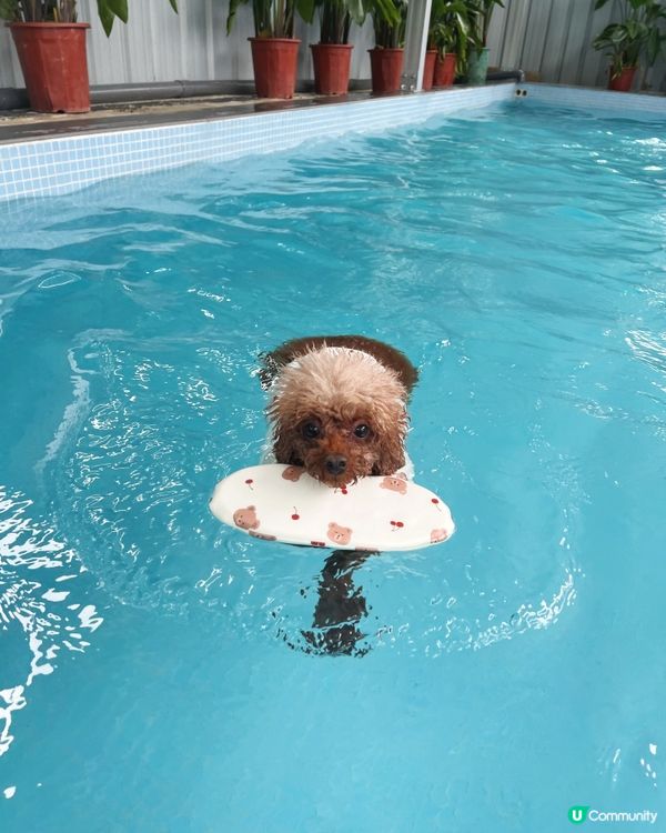 狗狗好去處🐾 有得跑有得游水 仲有冷氣同野食 正呀！