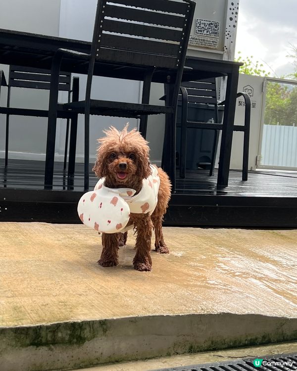 狗狗好去處🐾 有得跑有得游水 仲有冷氣同野食 正呀！