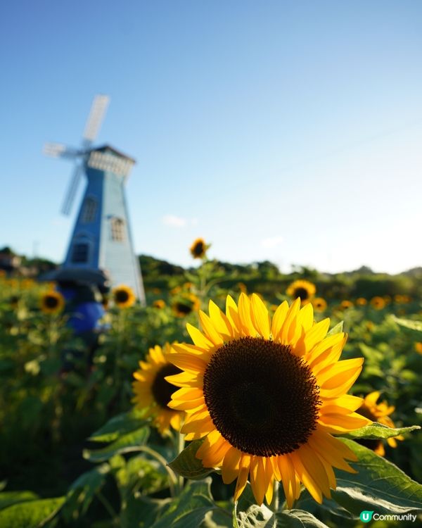【信芯園】夏日🌞向日葵花田