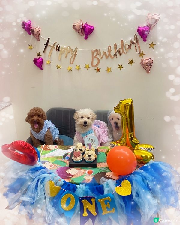 同Latte豬過嘅第一個生日🦊