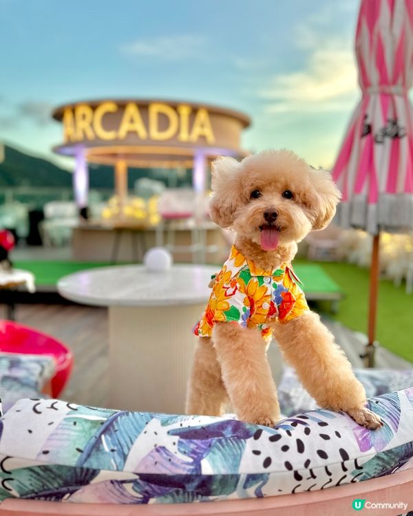 Hi Barbie🩷狗狗都去得 