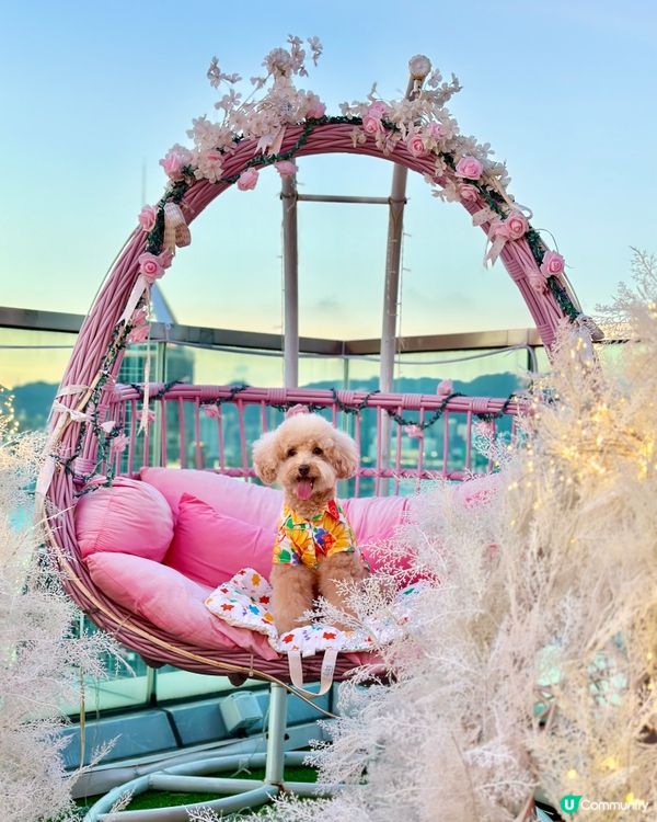 Hi Barbie🩷狗狗都去得 