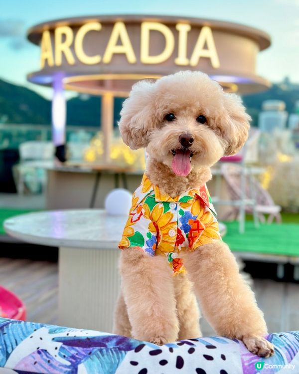 Hi Barbie🩷狗狗都去得 