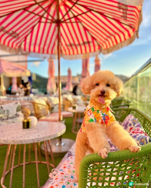 Hi Barbie🩷狗狗都去得 