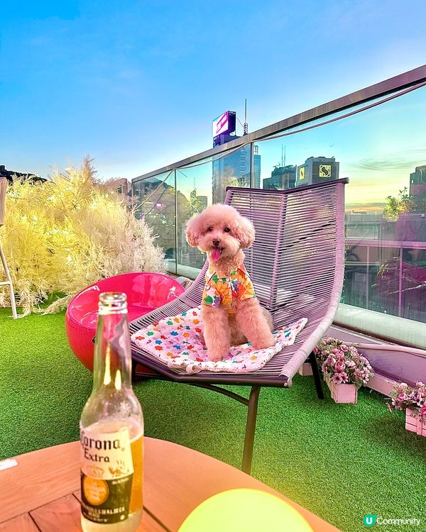 Hi Barbie🩷狗狗都去得 