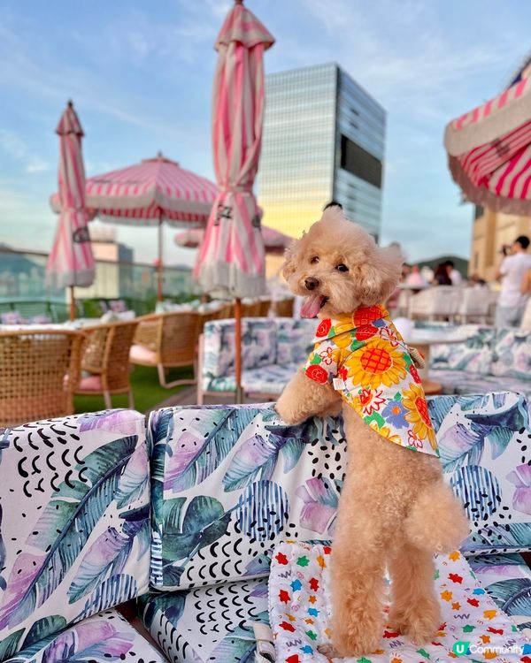 Hi Barbie🩷狗狗都去得 