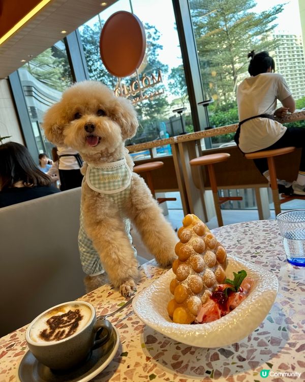 平靚正餐廳🍯精選推介畀🐩🐾🐾