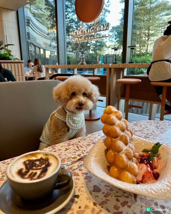 平靚正餐廳🍯精選推介畀🐩🐾🐾