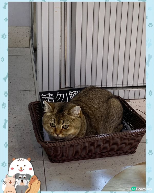 生果檔多咗隻肥貓🐈‍⬛