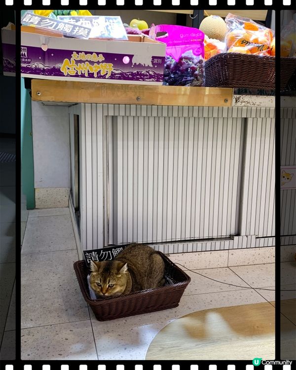 生果檔多咗隻肥貓🐈‍⬛