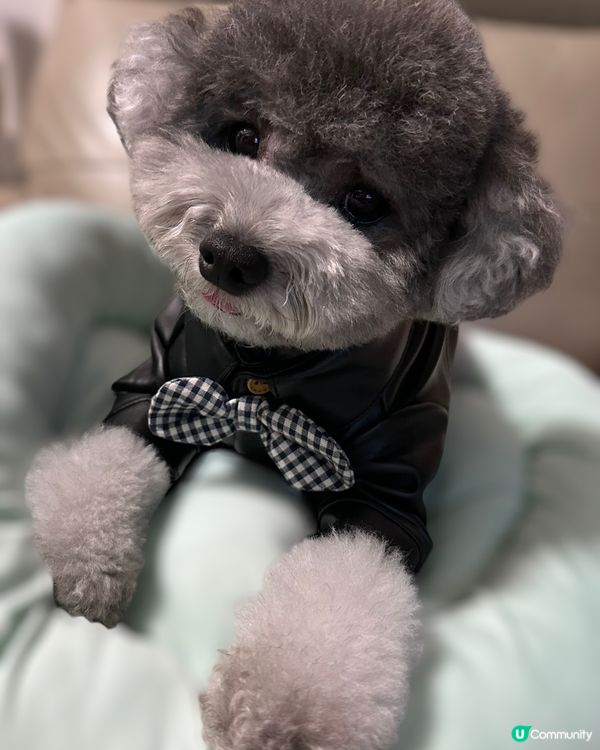 媽媽太忙😝好耐冇update🐨近況