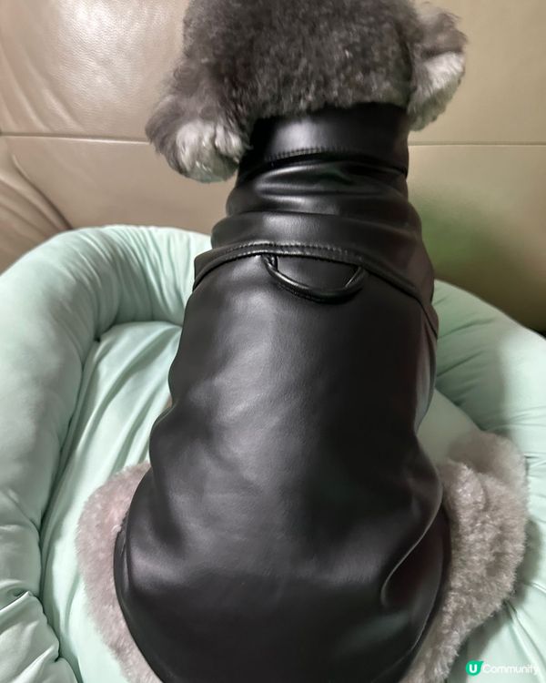 媽媽太忙😝好耐冇update🐨近況