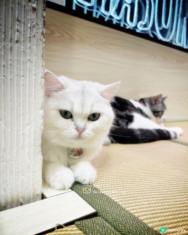 可愛貓貓cafe