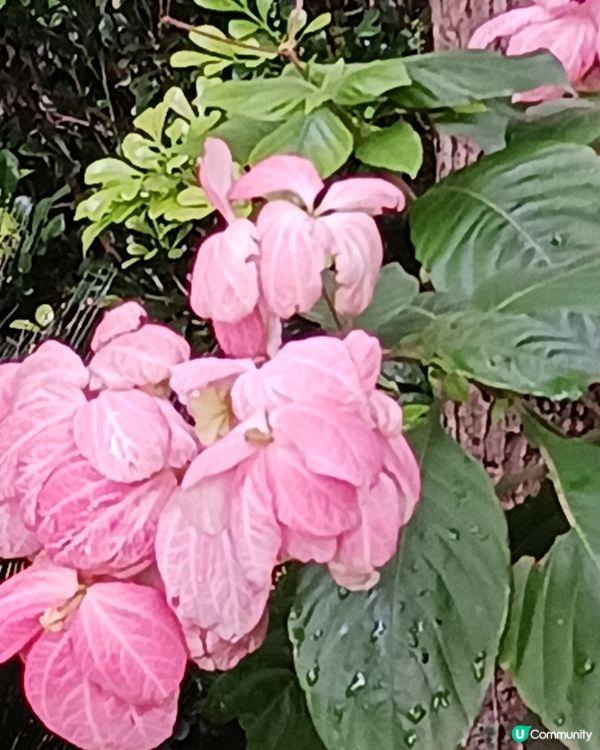 啟德七色之粉紅色系列