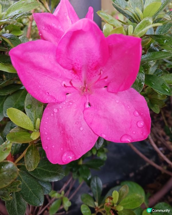 啟德七色之粉紅色系列