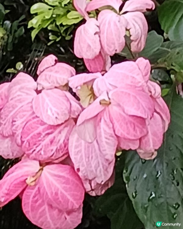 啟德七色之粉紅色系列