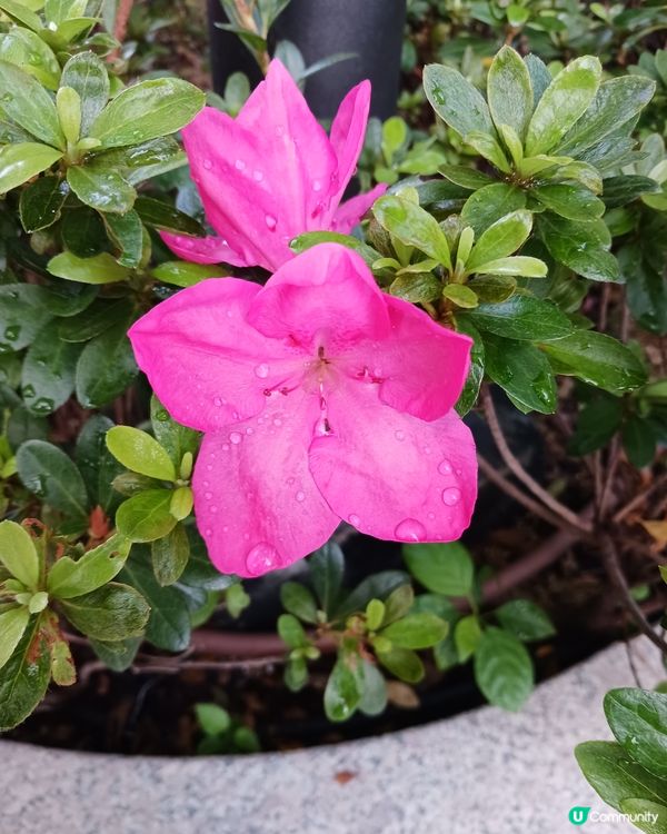 啟德七色之粉紅色系列