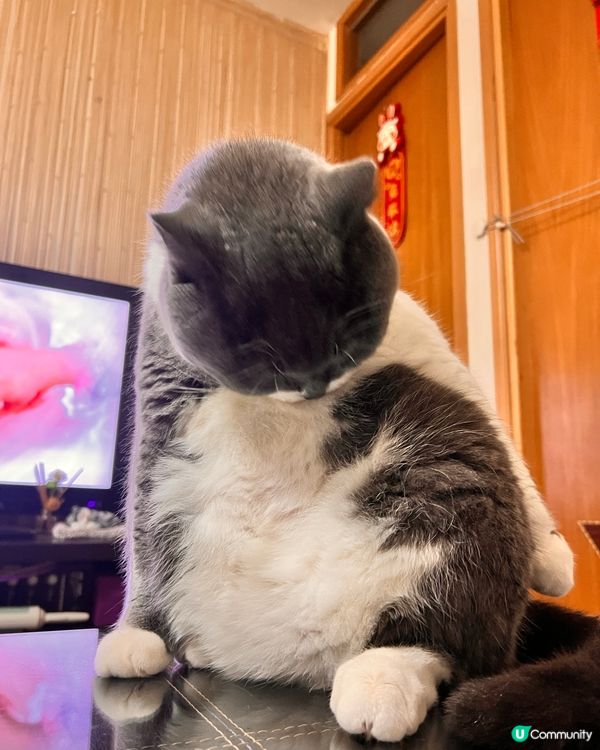 🐱：我條腰圍⋯唉～真係無眼睇喇