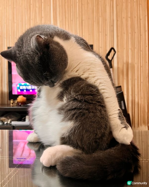 🐱：我條腰圍⋯唉～真係無眼睇喇