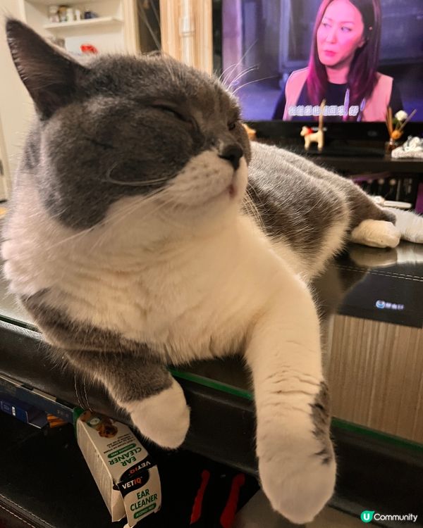 🐱：我條腰圍⋯唉～真係無眼睇喇