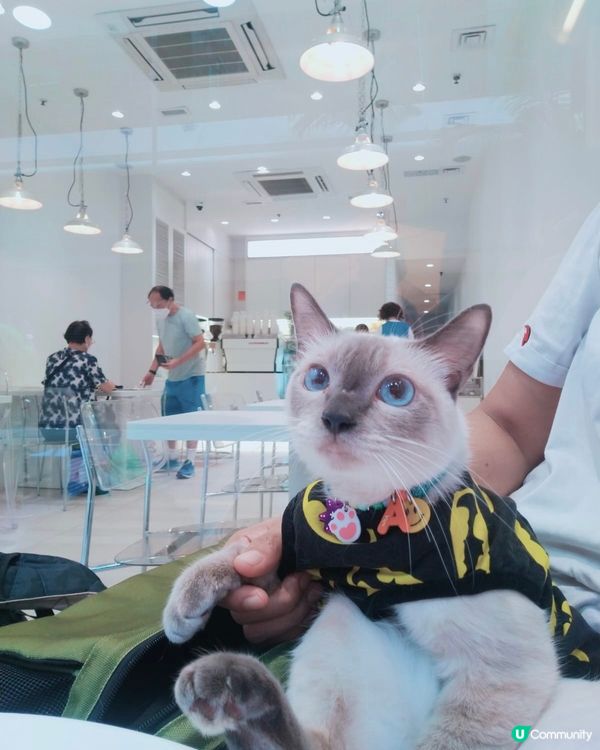 炮台山的寵物友善餐廳