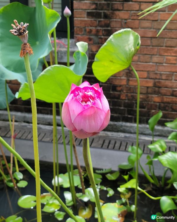 地方清優，賞花之地，平靜身心