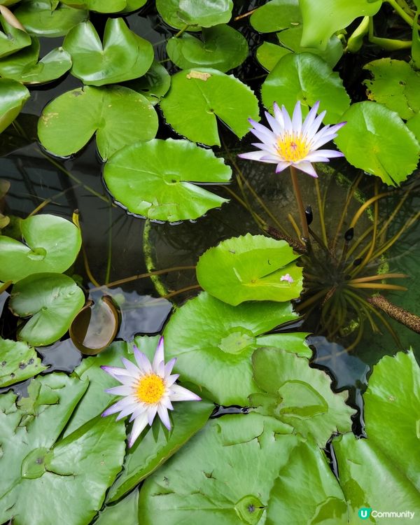 地方清優，賞花之地，平靜身心
