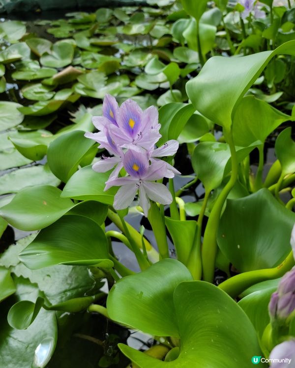 地方清優，賞花之地，平靜身心