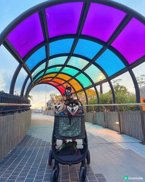 觀塘好去處。新寵物共享公園