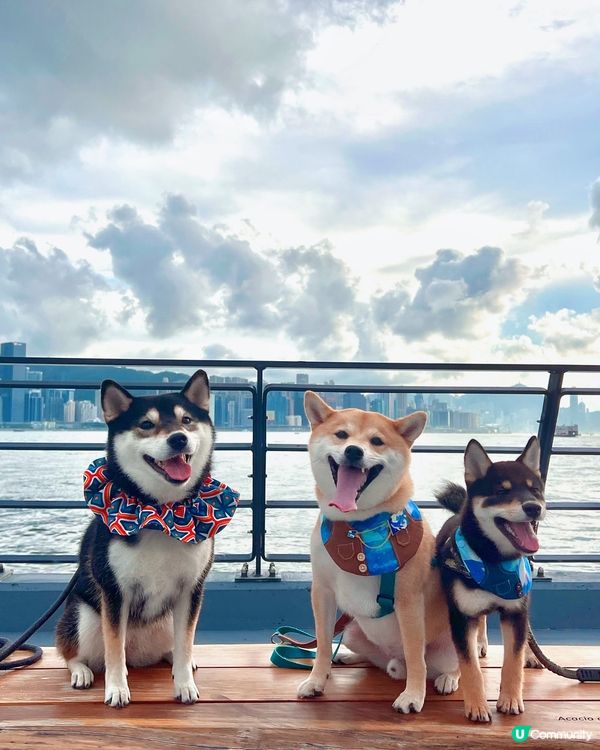 觀塘好去處。新寵物共享公園