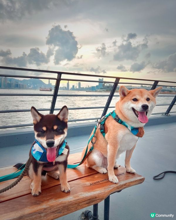 觀塘好去處。新寵物共享公園