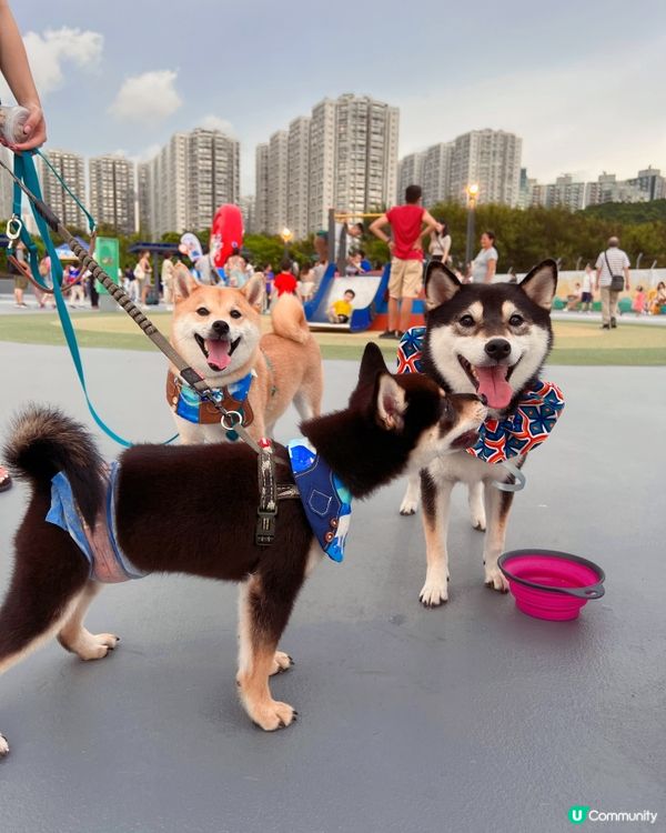 觀塘好去處。新寵物共享公園