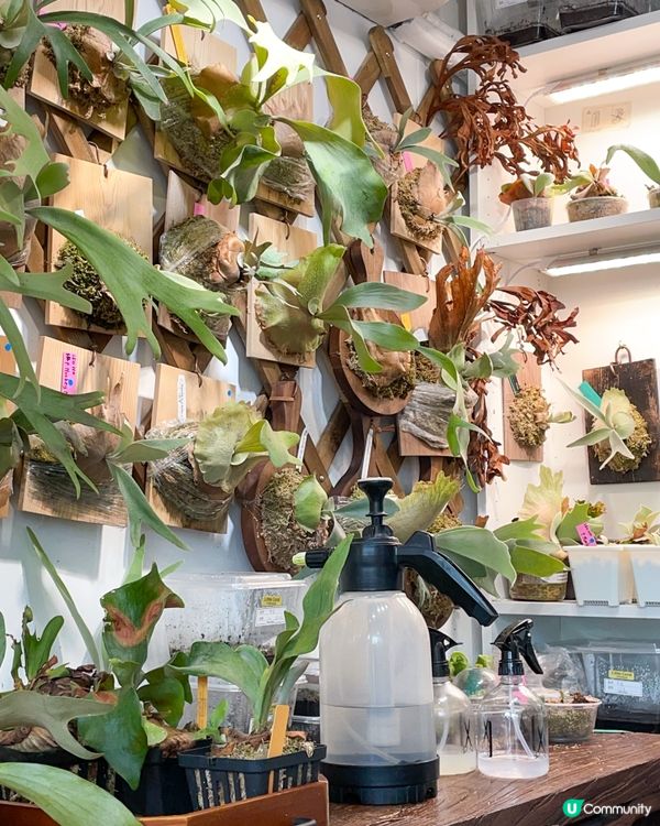 元朗｜錦田鹿角蕨主題cafe。CP Cafe