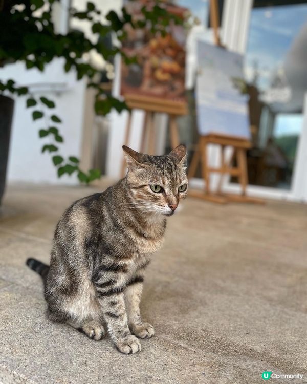 食西餐又可以同喵喵玩