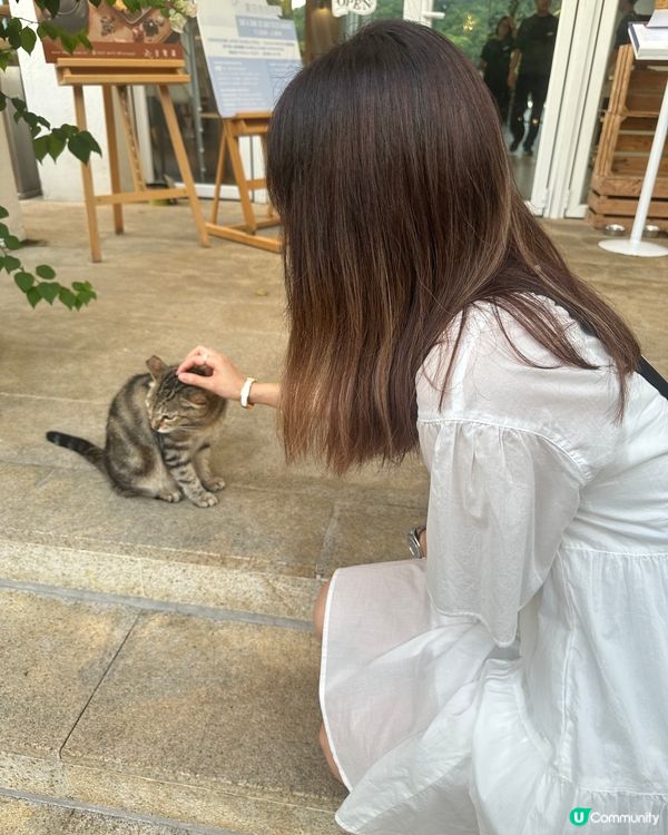 食西餐又可以同喵喵玩