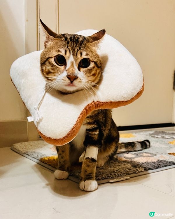 本🐱已完成貓生大事—卸蛋蛋