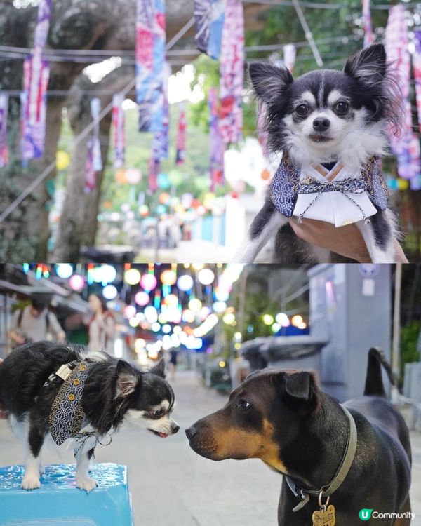 大澳中秋燈飾首日亮燈✨✨