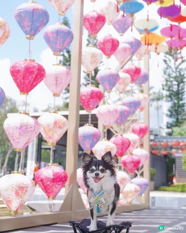 追月日🎑✨你地有無賞月呀🌕