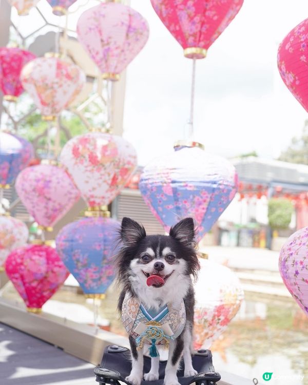 追月日🎑✨你地有無賞月呀🌕